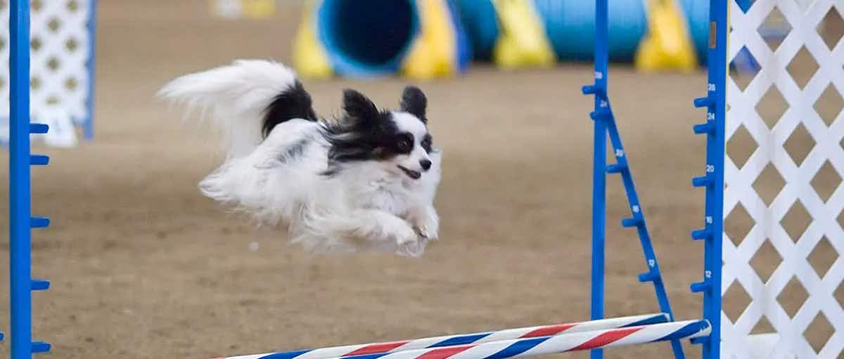 Papillon_dog_agility_jump