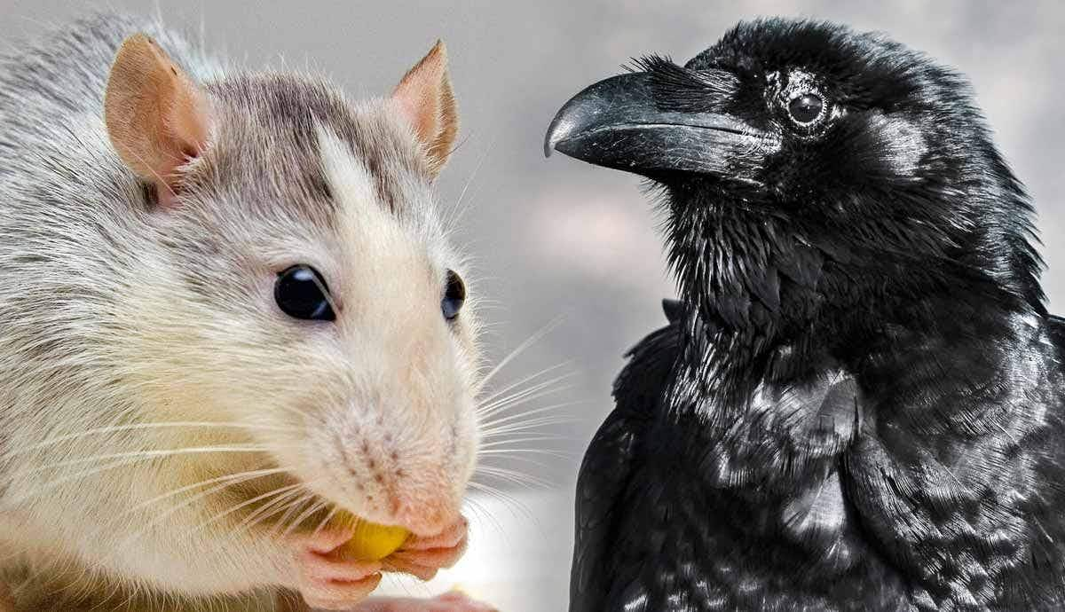 5 Most Intelligent Animals on Earth