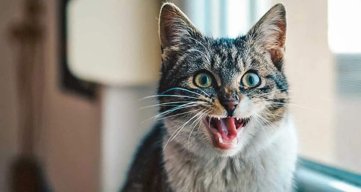 cat showing teeth