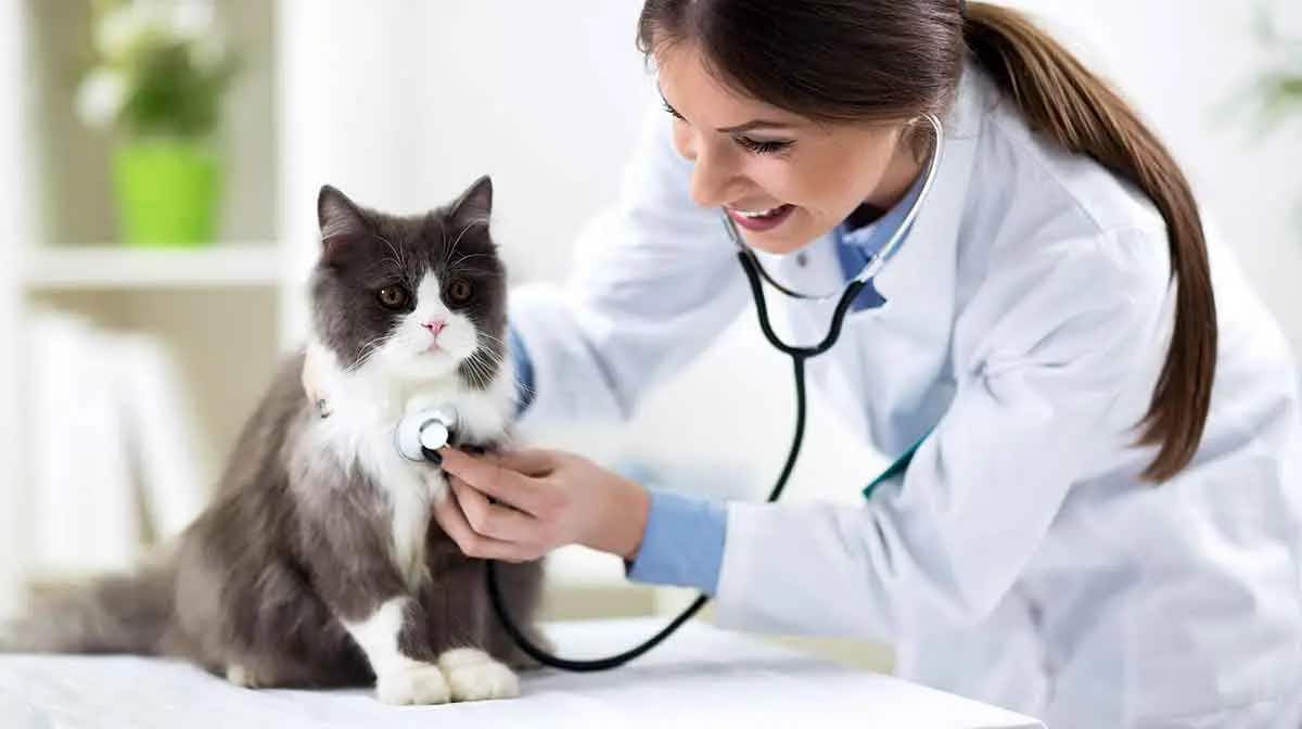 cat examined by veterinarian