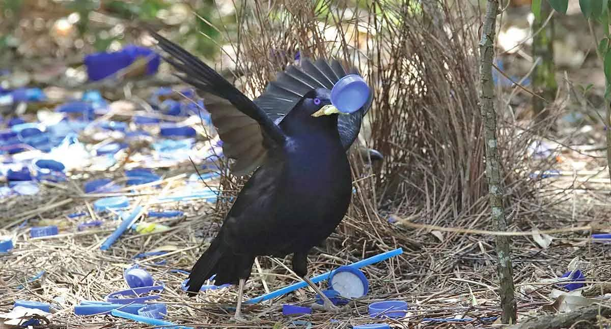 romantic bowerbird collecting blue materials