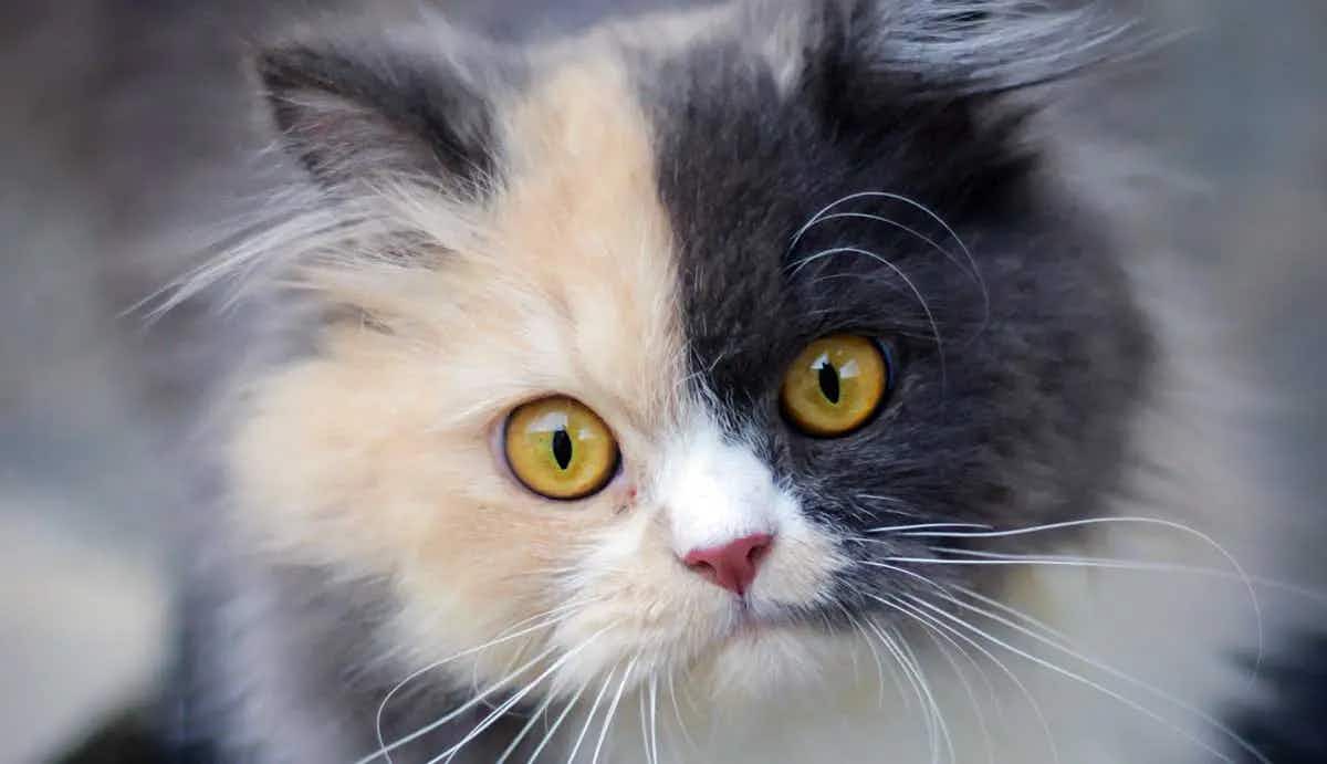 grey and white persian cat