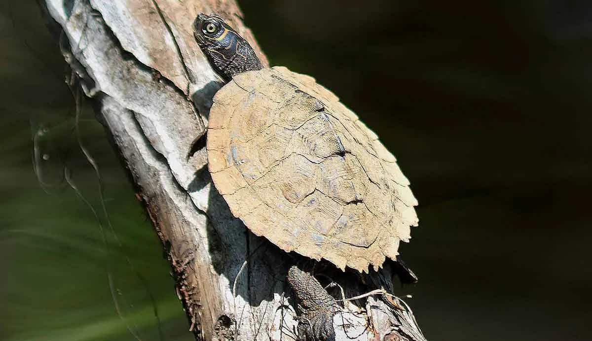 Mississippi_map_turtles_