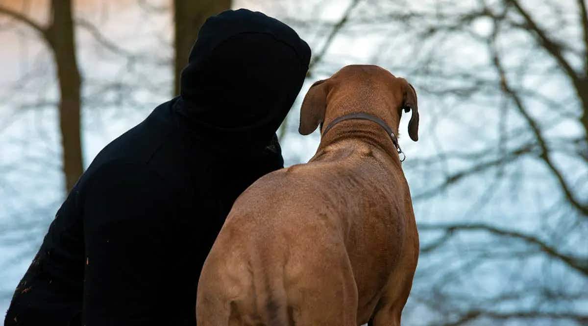 rhodesian ridgeback hunting in forest with owner