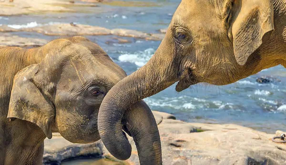 elephants love trunk kiss