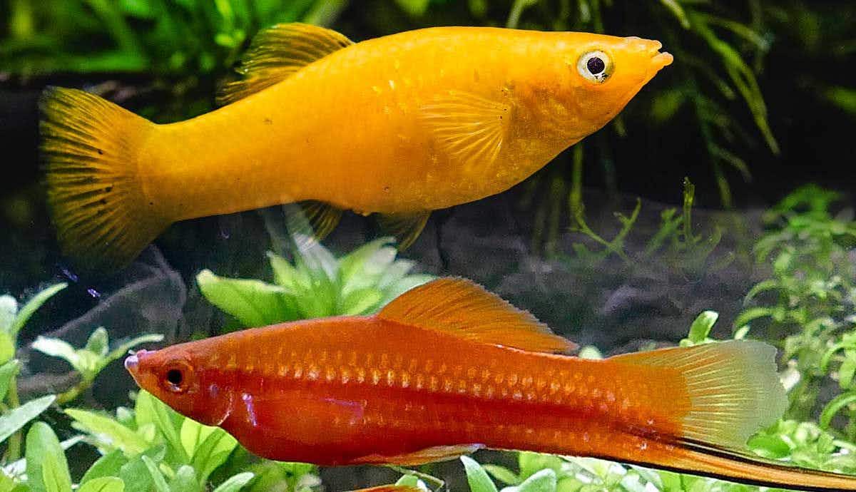 5 Popular Livebearer Species for Your Aquarium