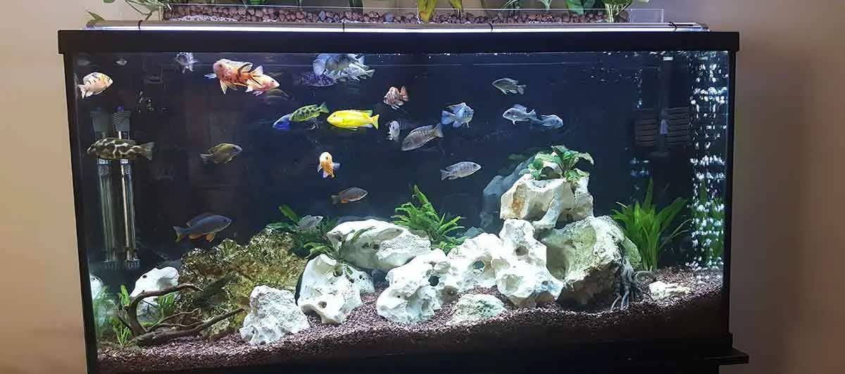 overstocked fish tank