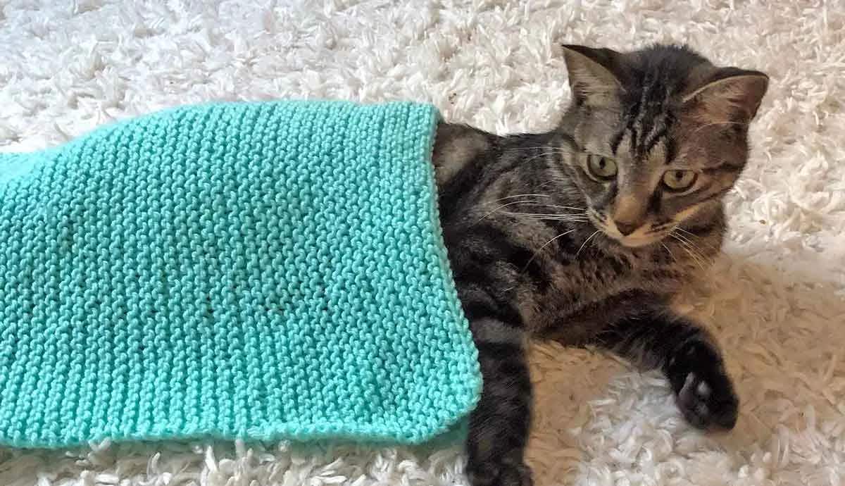 cat under cat blanket