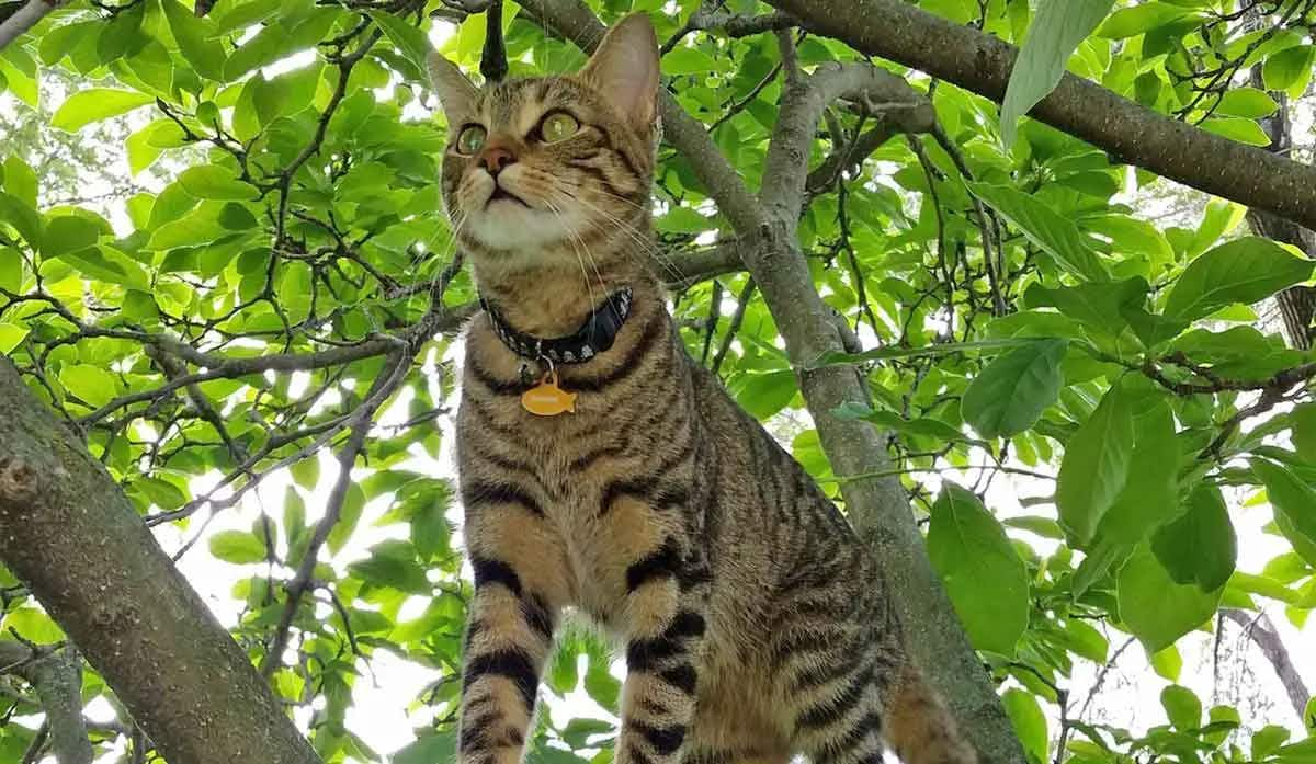 tree branch american shorthair