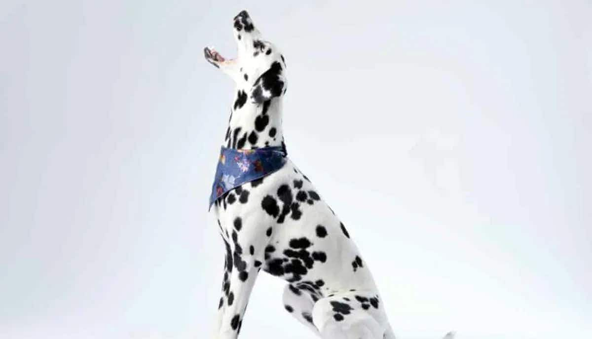 dalmatian barking