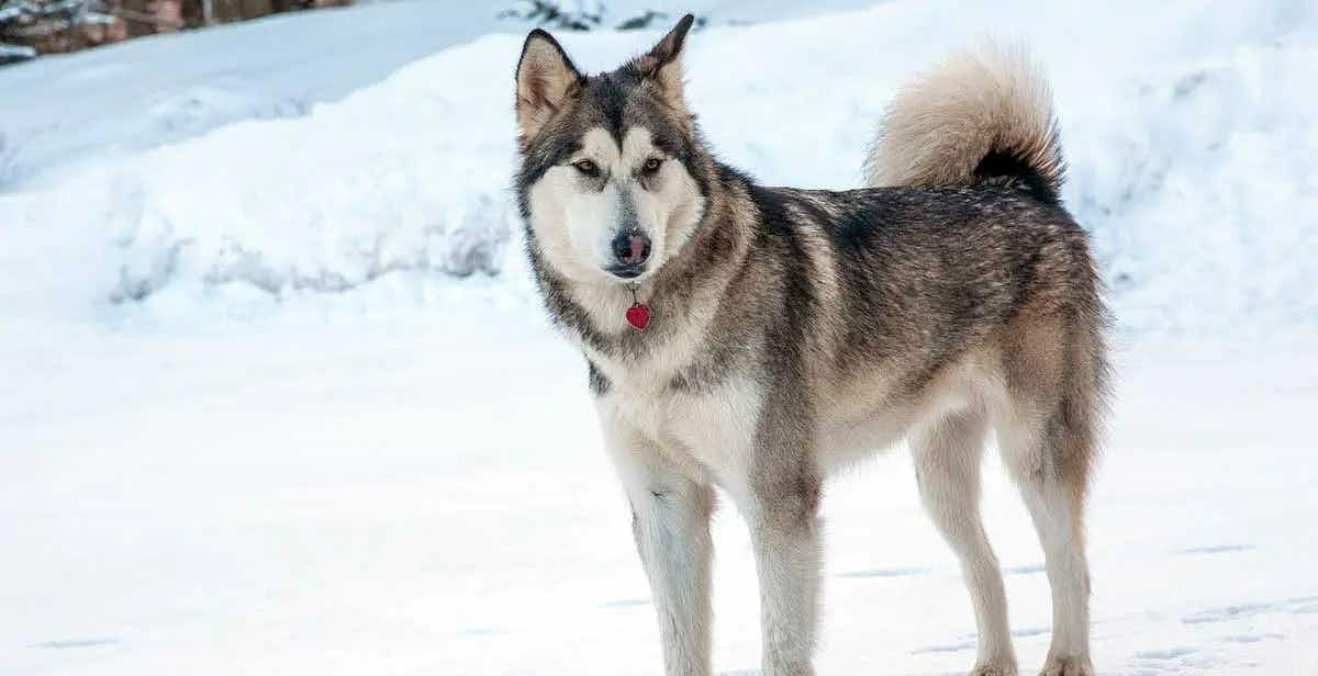 alaskan malamute in snow