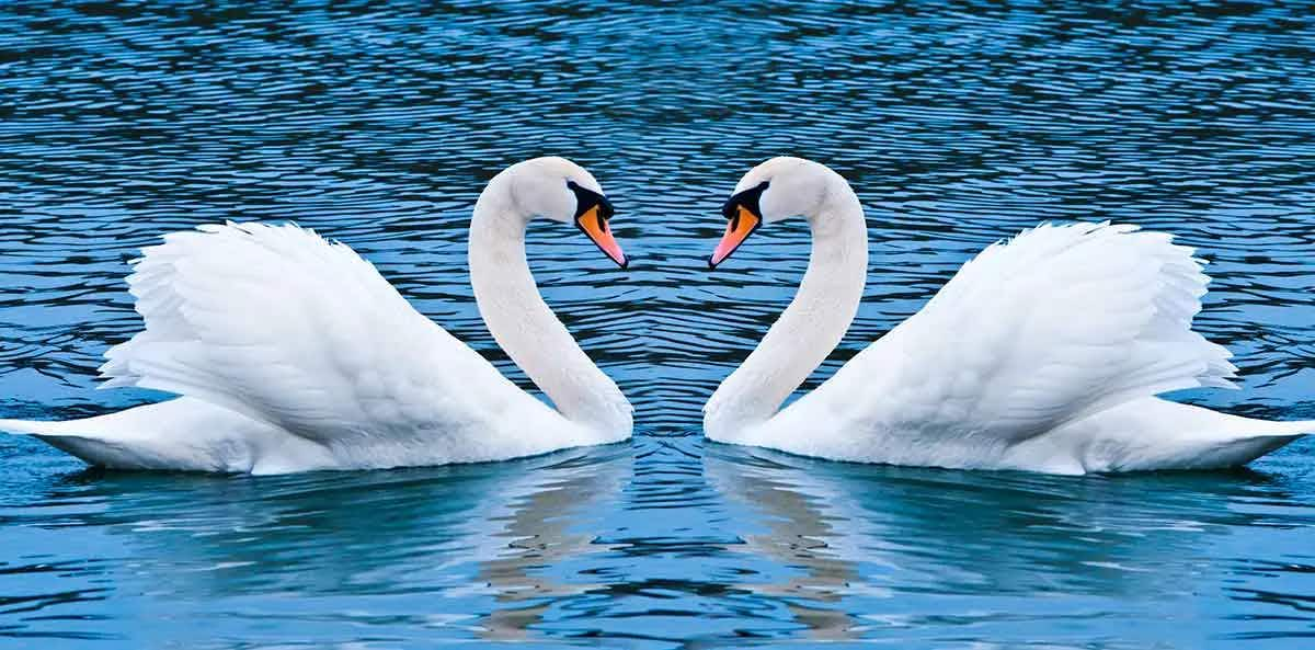 swan love birds