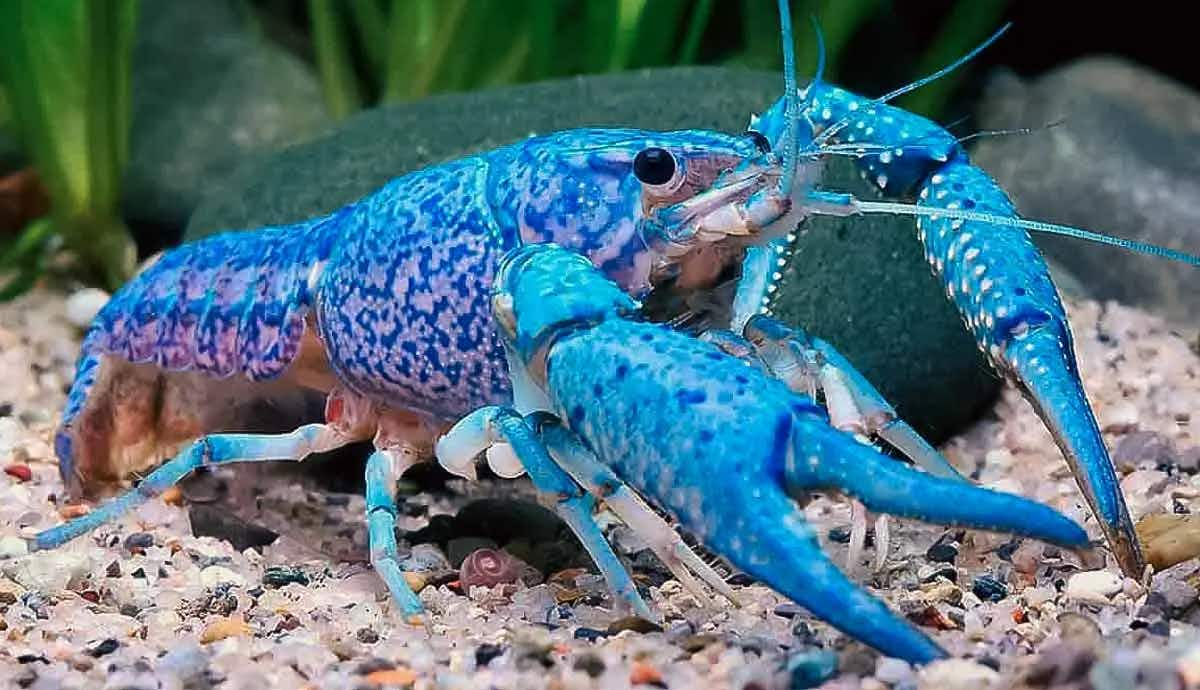 what does crayfish aquarium need