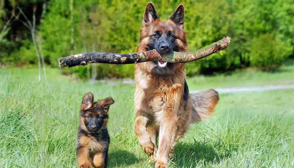 shepherd dog running with large stick in mouth next to puppy