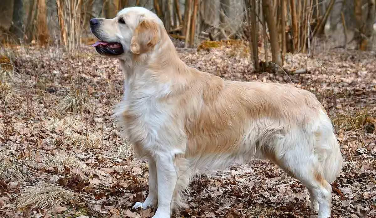 golden retriever in the fall