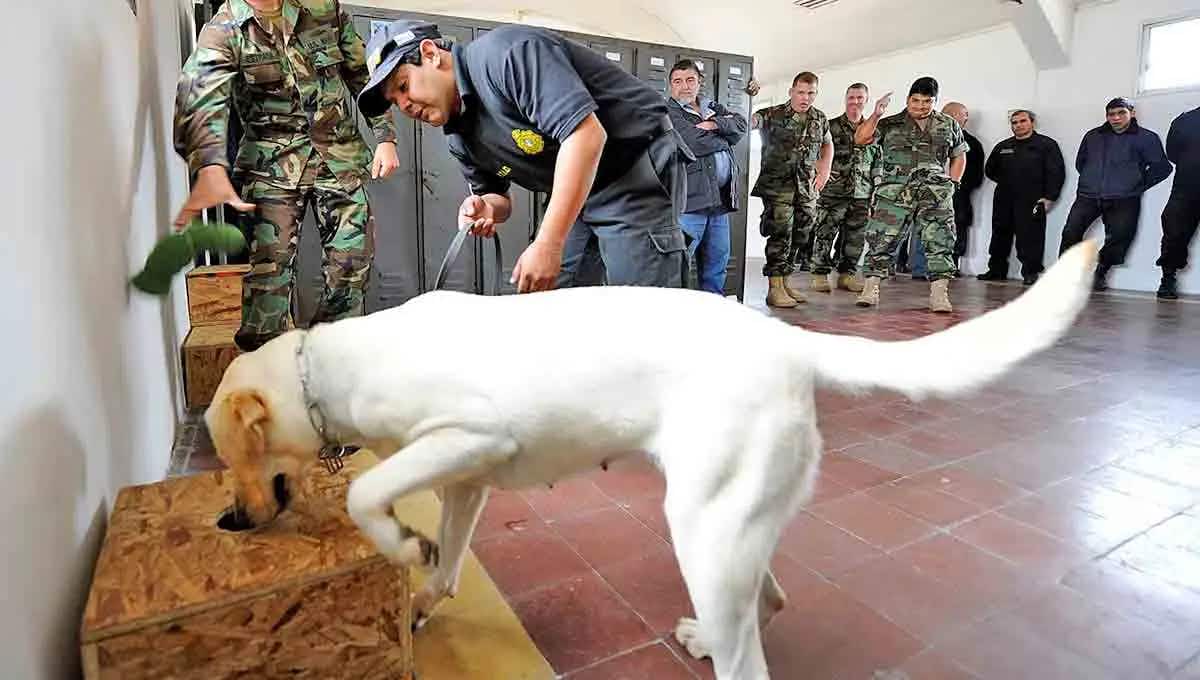 navy dog smelling box