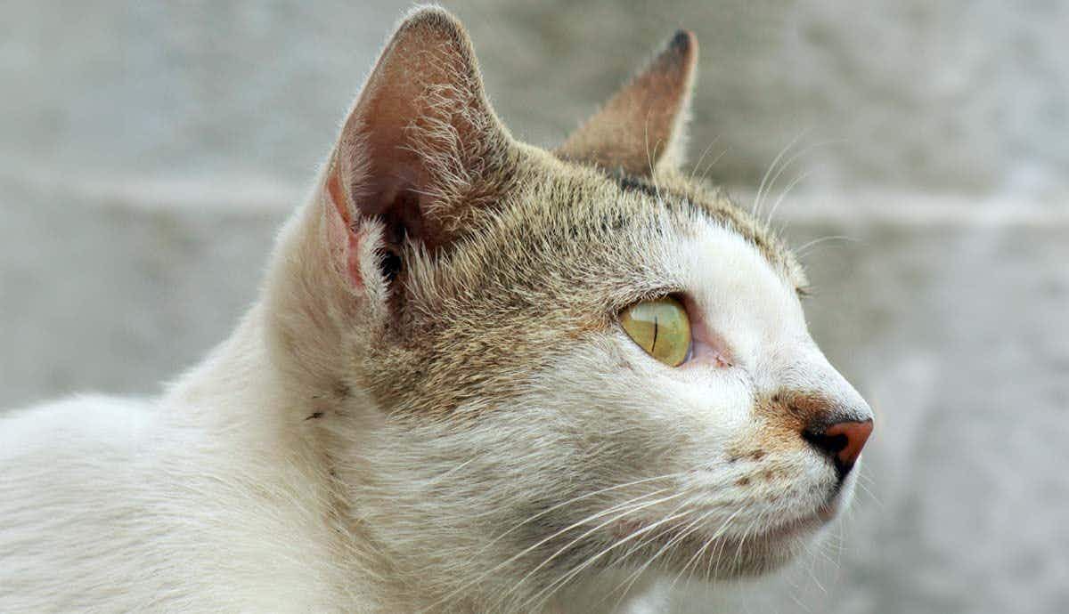 6 Incredible Facts About Your Cat’s Ears