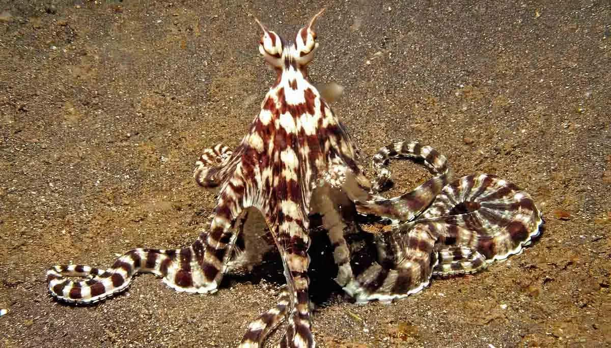 mimic octopus