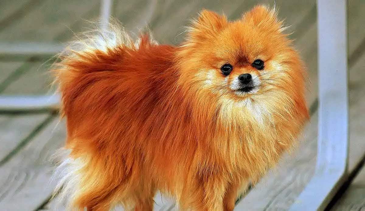 Pomeranian_orange sable color