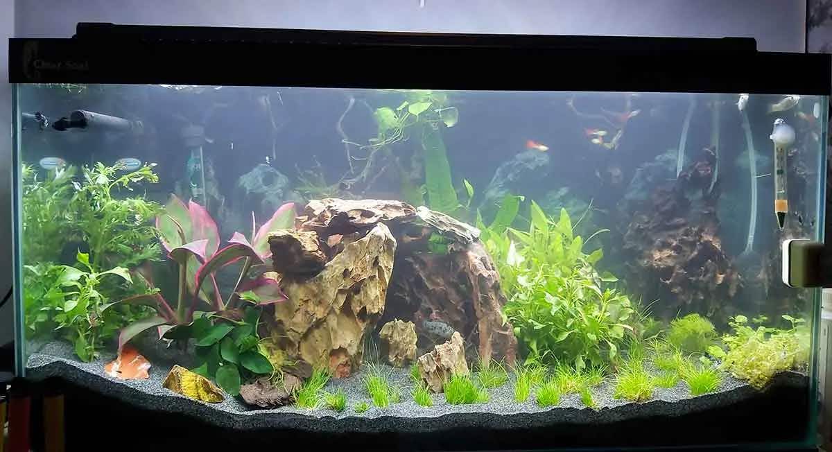 planted fish tank