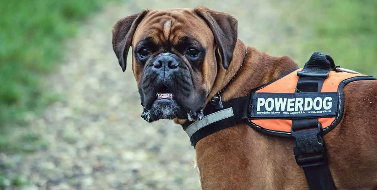 brown boxer service dog