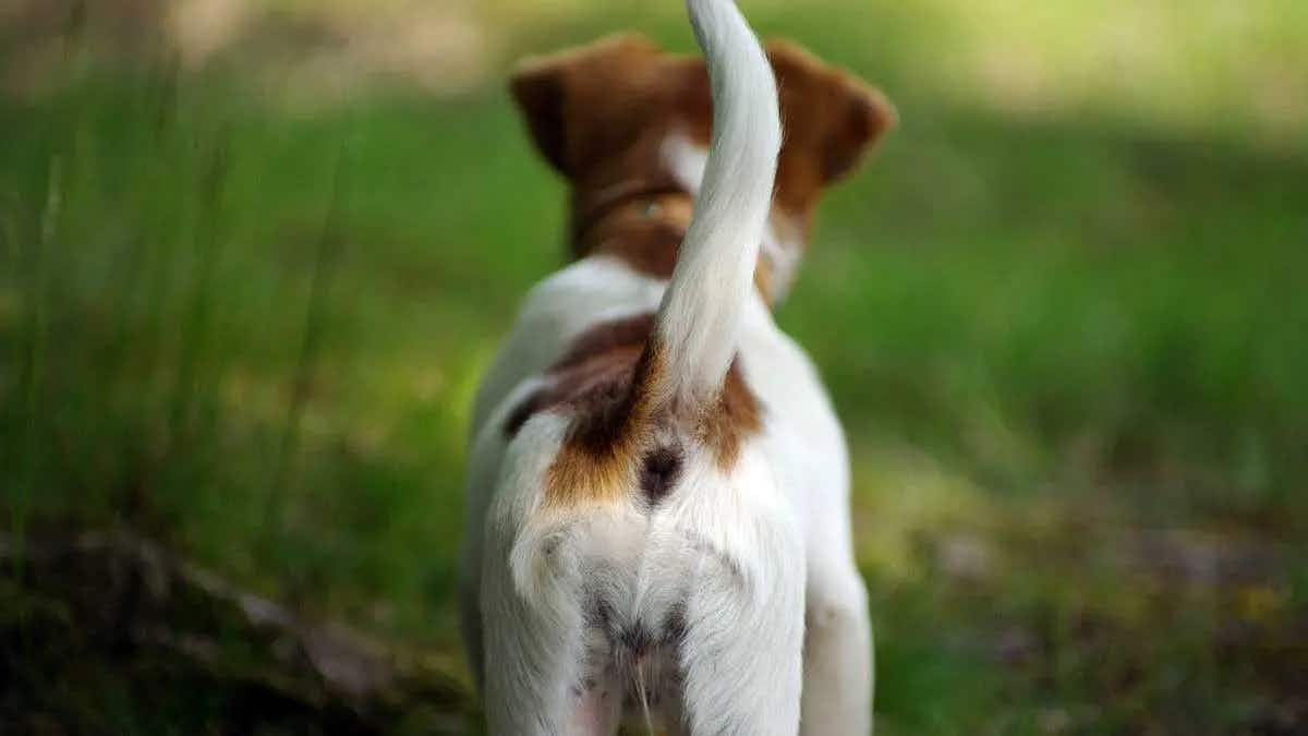 dog butt white and brown