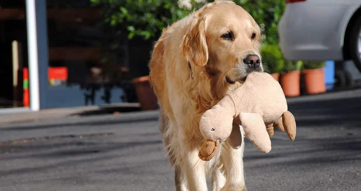 golden retriever holding a plush duck