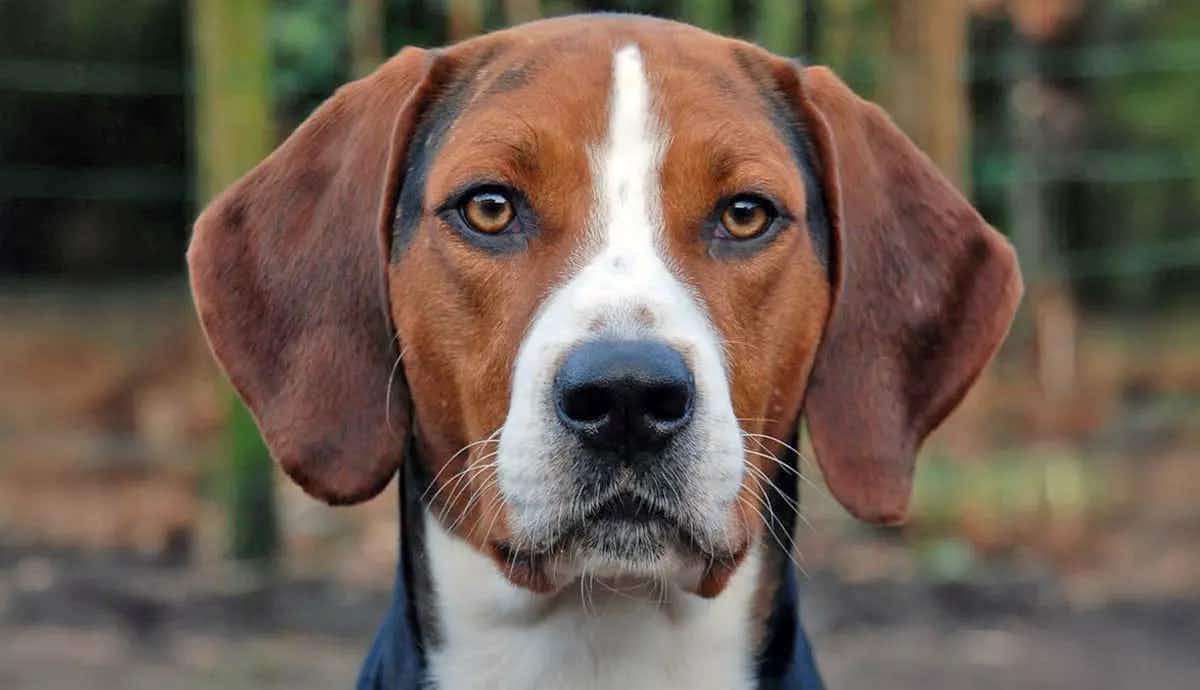 facts about american foxhound