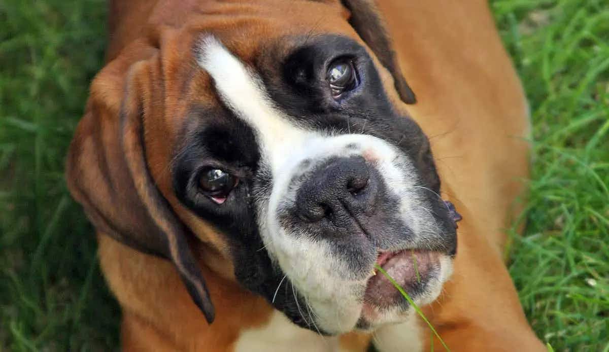 boxer eating grass