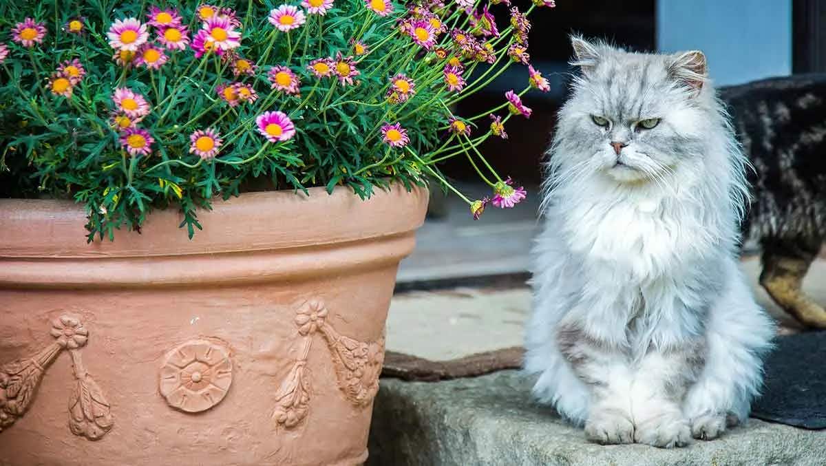 flowerpot persian cat