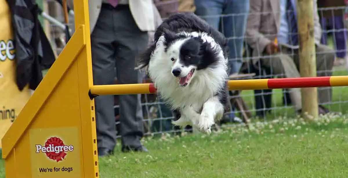 border collie jumping over hoop