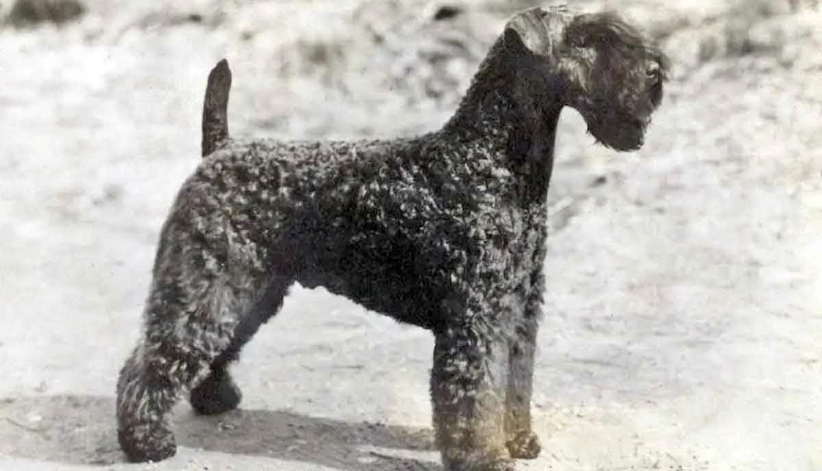 Kerry Blue Terrier