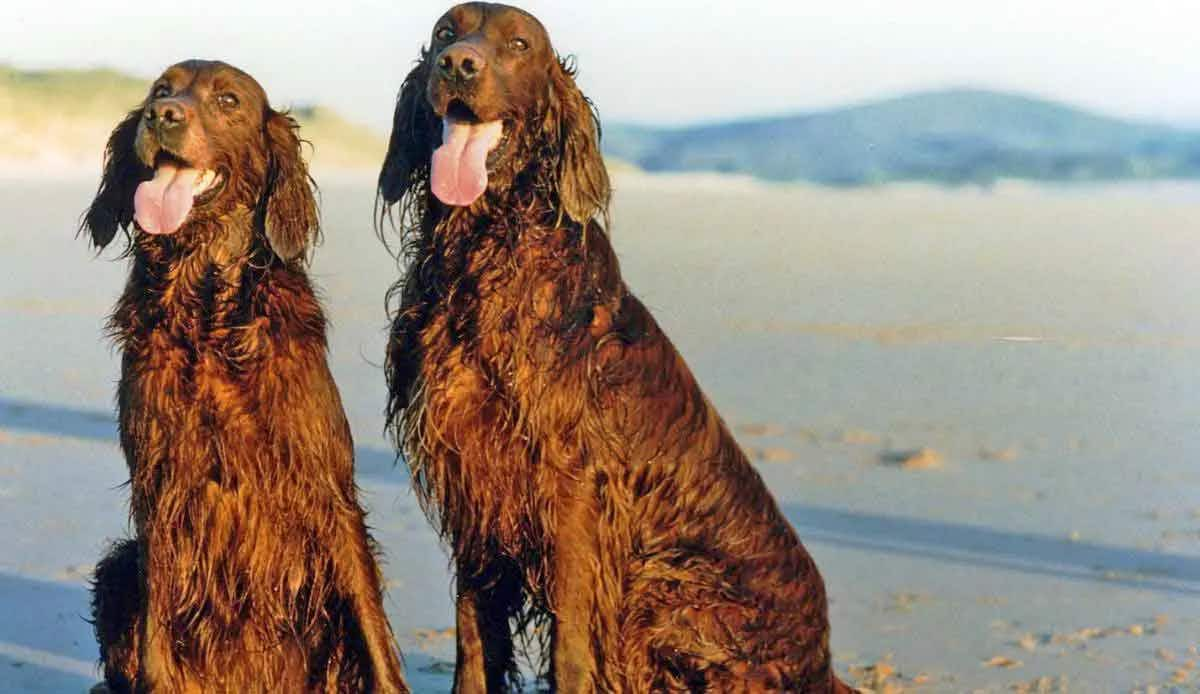 Irish Red Setter