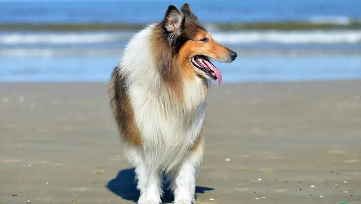 shetland sheepdog at beach