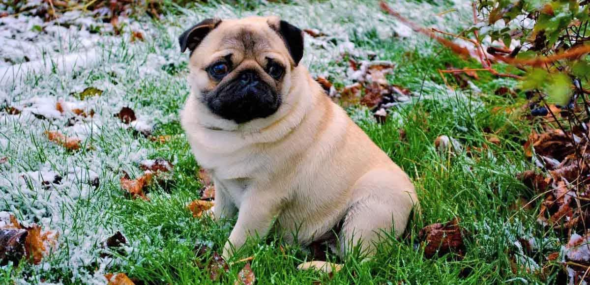 pug outside