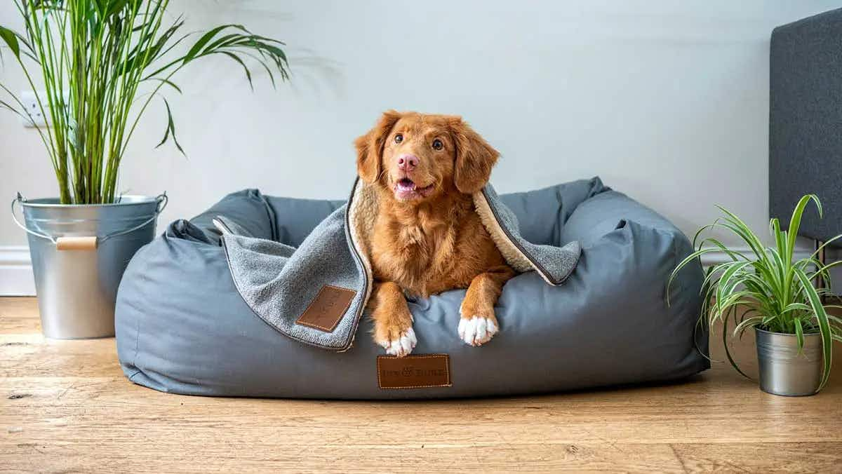 happy dog sitting dog bed