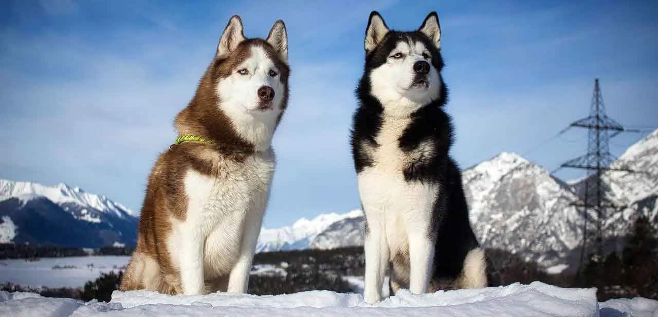 two siberian huskies sitting in snow
