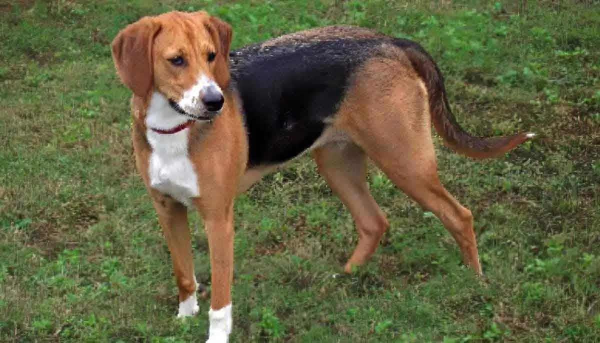 American Foxhound Profile