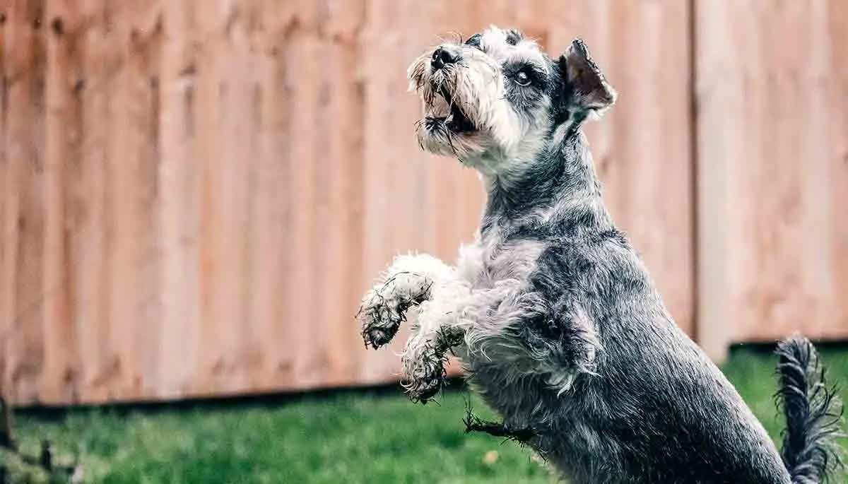 playingschnauzer