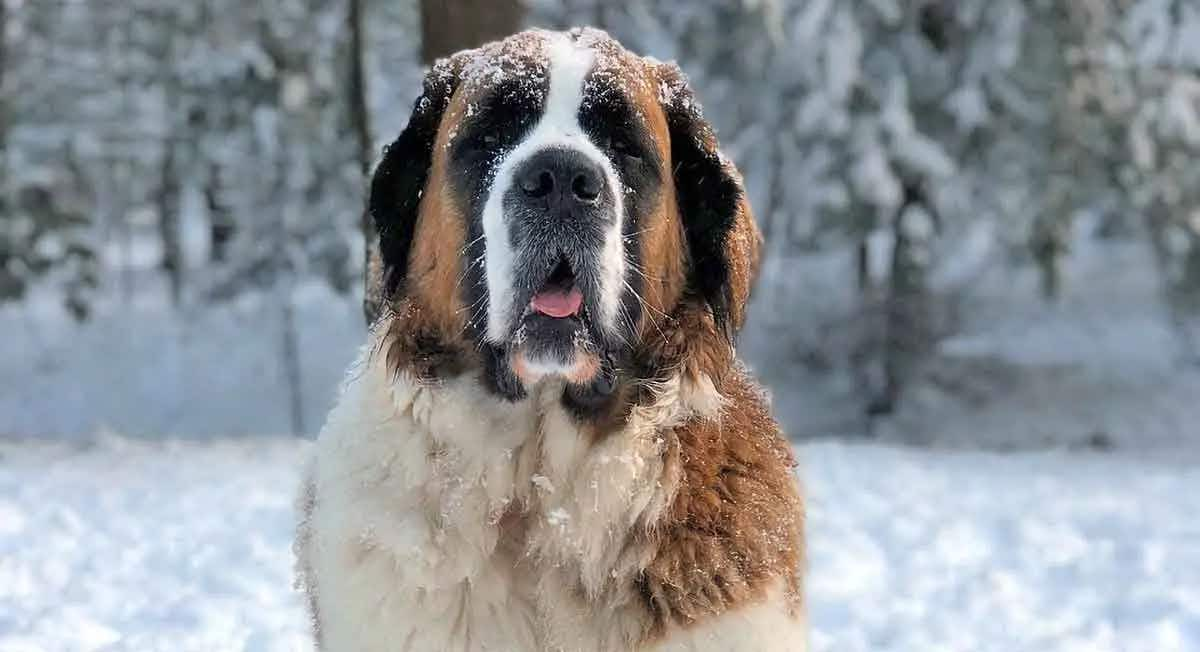 saint bernard sitting in snow