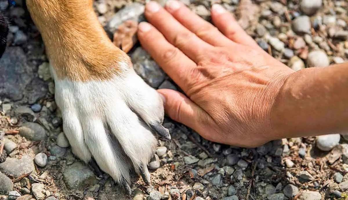 dog paw next to human hand