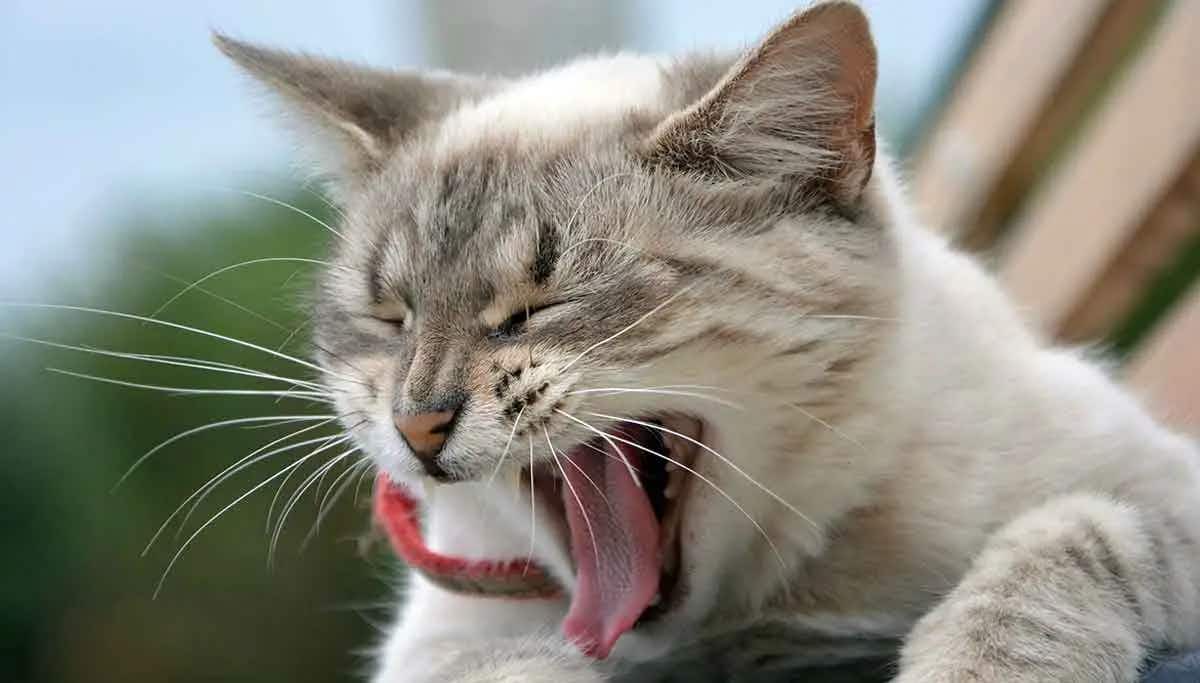 cat open mouth gagging