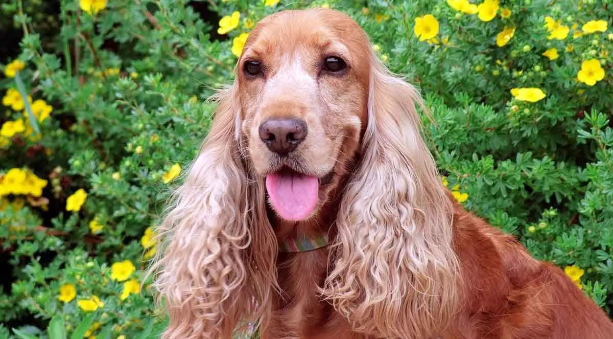 brown cocker spaniel sitting