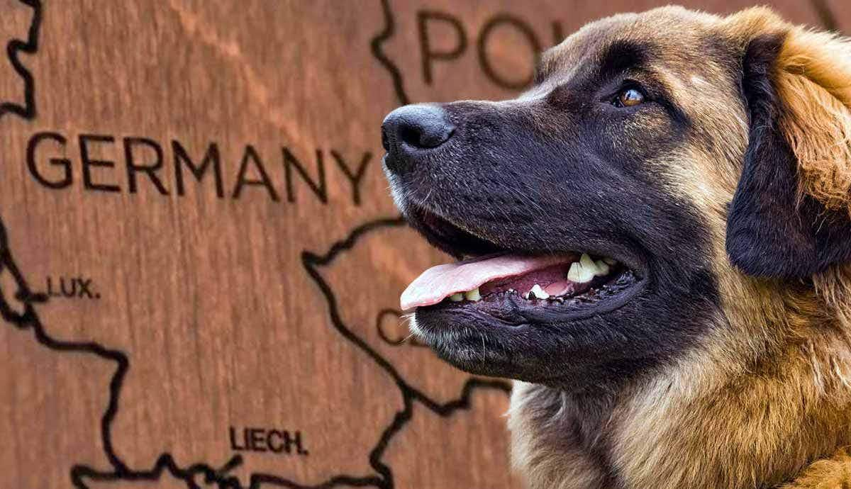 facts about leonbergers