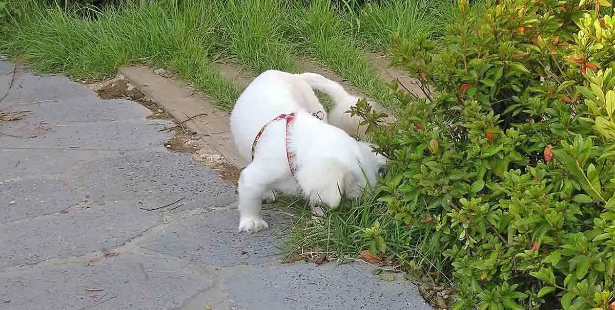 dog smelling bush