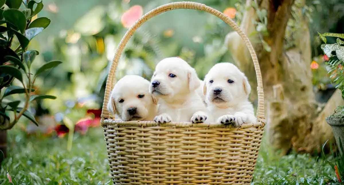 labrador puppies huddled in a basket
