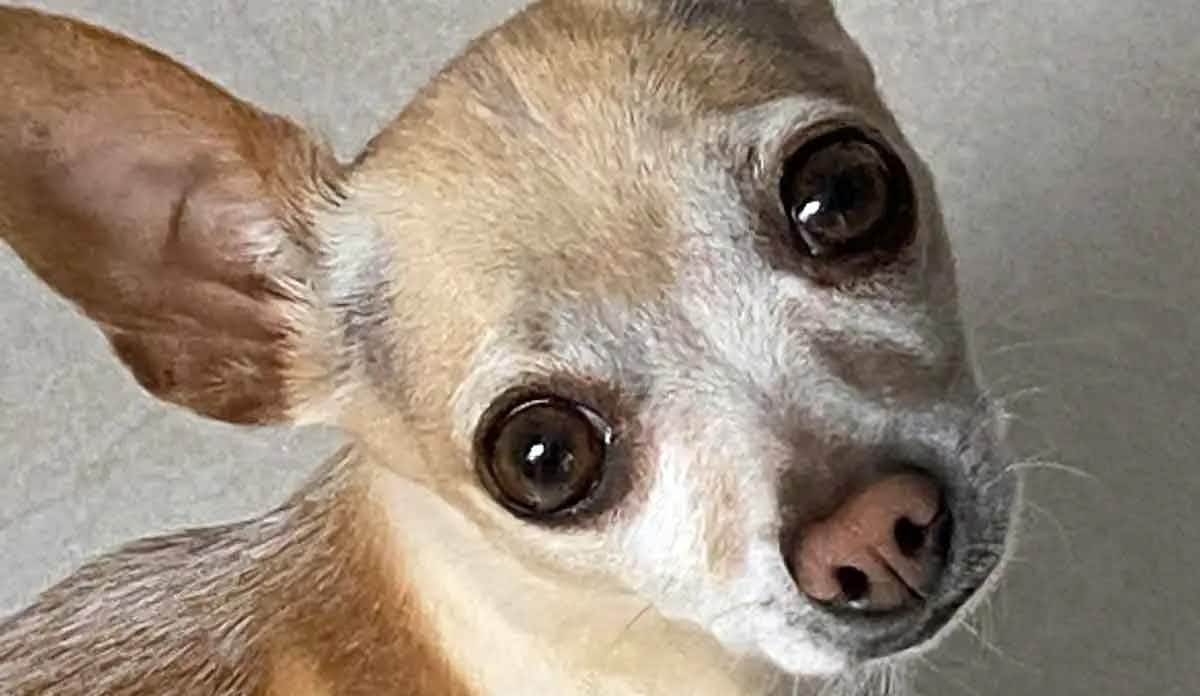 fawn chihuahua