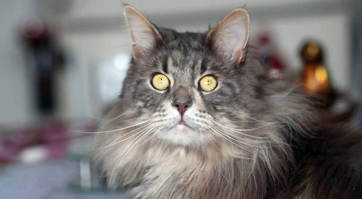 gray maine coon yellow eyes