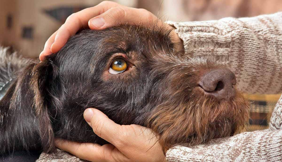 what is canine gognitive dysfunction