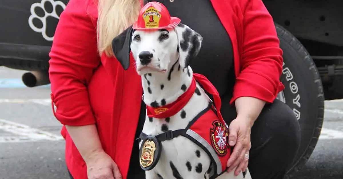 fire safety dalmatian